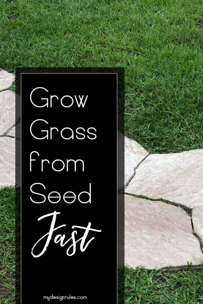 How to Grow Grass from Seed in Florida Like a Pro My Design Rules